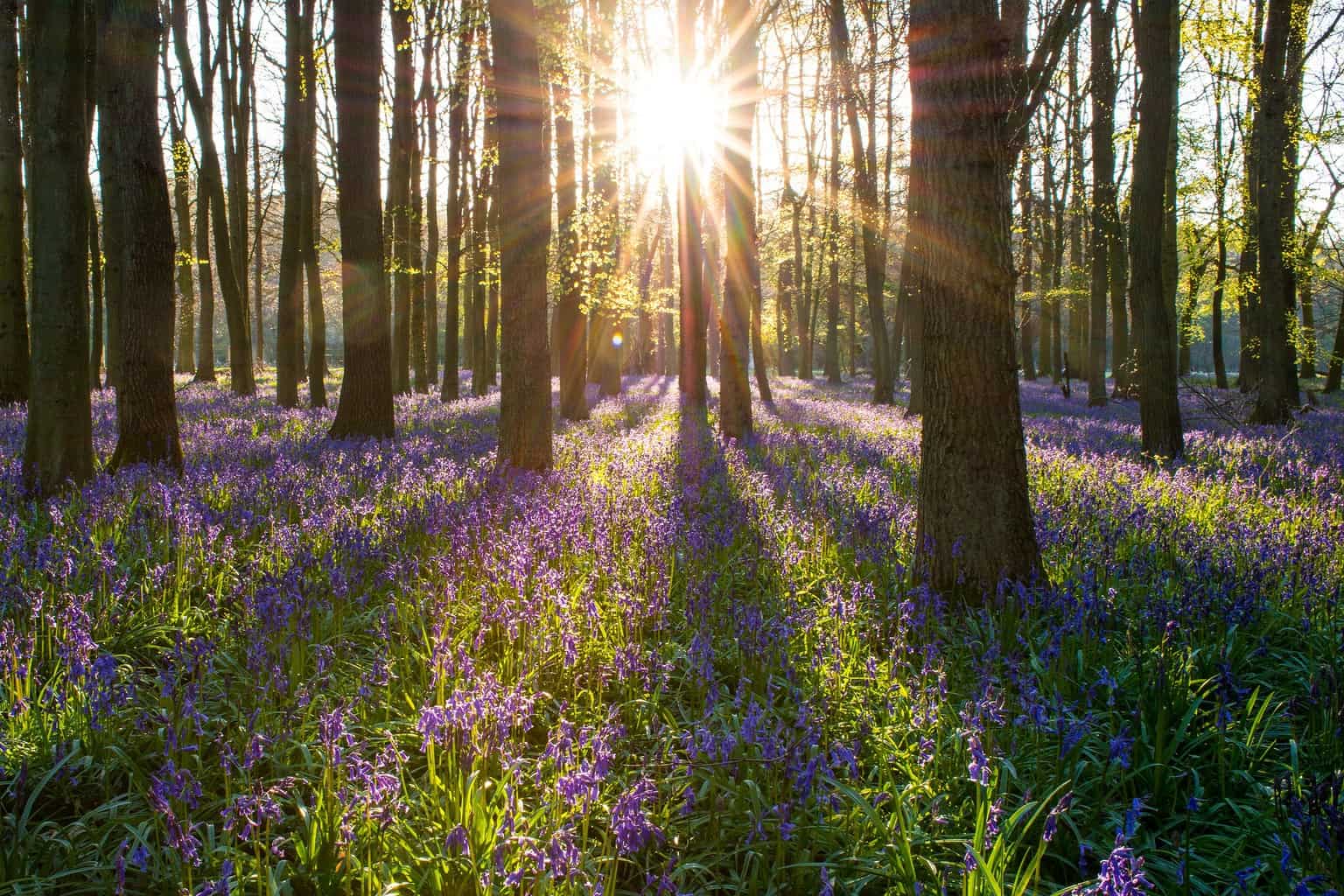 Forest, trees and birds-eye-views: when an editor becomes a writer